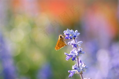 唯美鲜花昆虫高清摄影图片