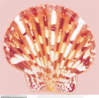 精美贝壳-漂亮的珍珠贝