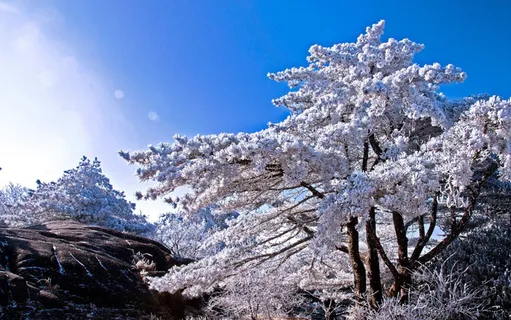 黄山雾凇图片-第11张