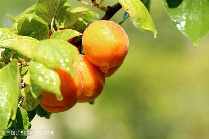 素食水果杏素材图片