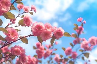 蓝天白云粉色树枝花朵樱花摄影海报素材背景