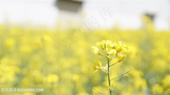 春天油菜花地 春天油菜花地