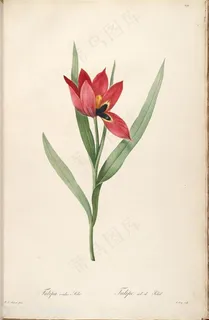 原版高清时尚雷杜德花草图谱