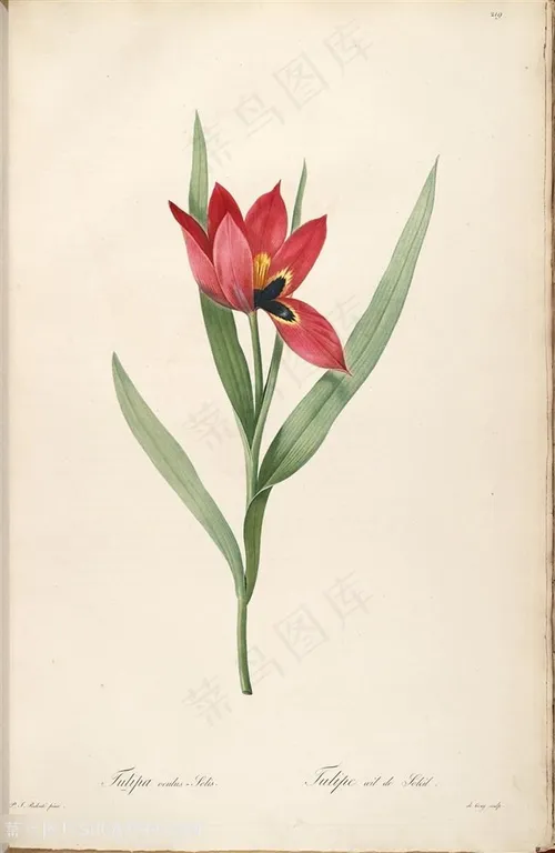 法国画家雷杜德之植物系列