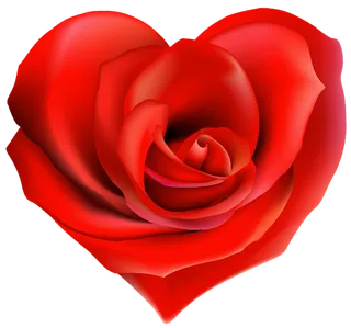 玫瑰花爱心情人节