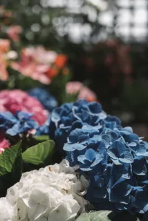 混搭绣球花图片 混搭绣球花图片