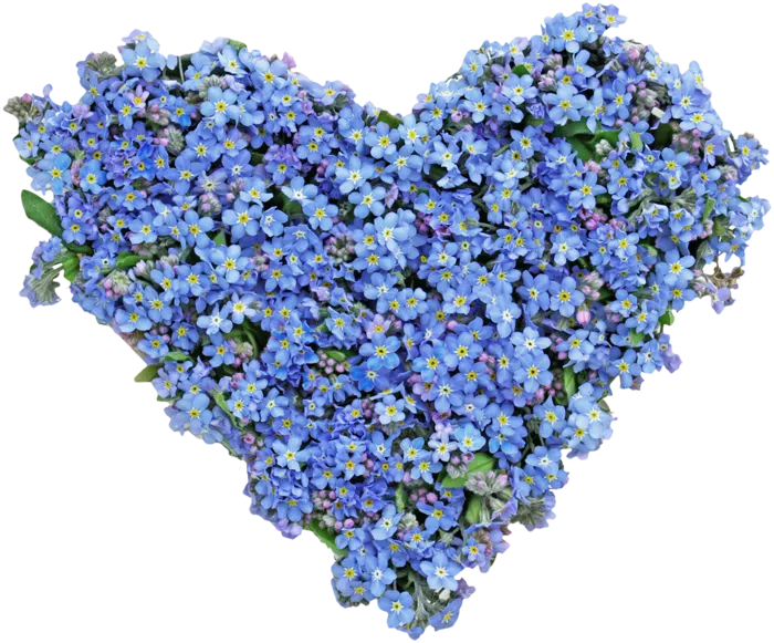 野花卡通情人节