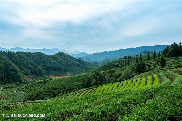 武夷山风光茶田