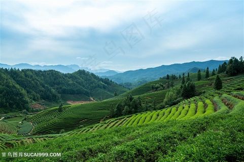 武夷山风光茶田