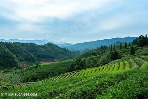 武夷山风光茶田 武夷山风光茶田