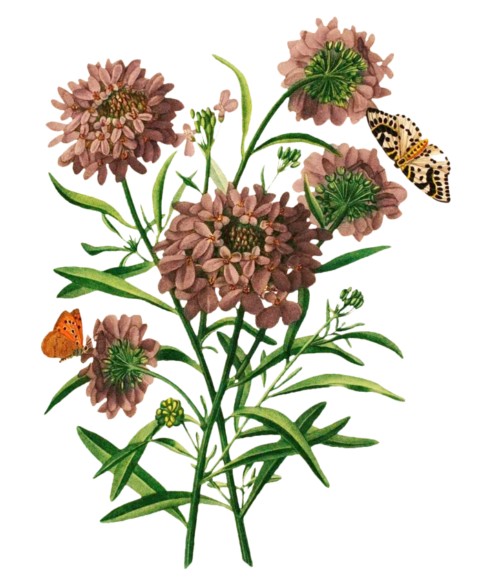 复古手绘植物花卉插画 免抠