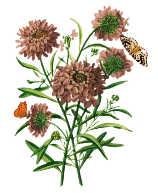 复古手绘植物花卉插画 免抠