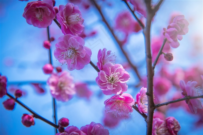 梅花图片素材