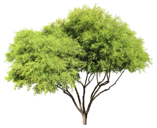 高清树木素材 免抠PSD植物素材 美术绘画园林贴图 树草灌木花草