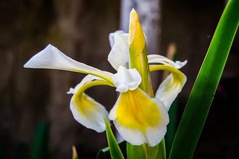 盛开白色鸢尾花图片 盛开白色鸢尾花图片