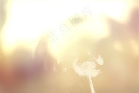 飞舞的蒲公英素材图片 飞舞的蒲公英素材图片