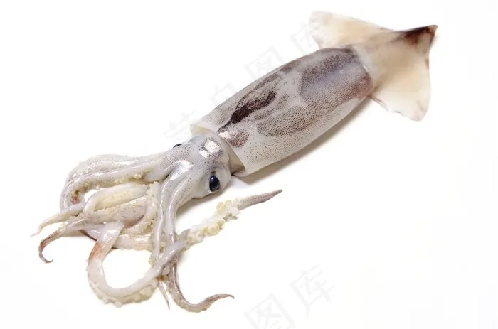 章鱼软体动物高清图片