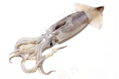 章鱼软体动物高清图片