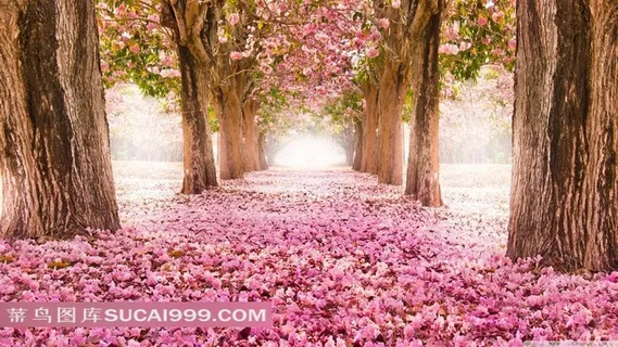 树林花瓣大路图片