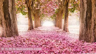 树林花瓣大路图片