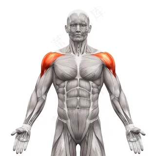 人体肌肉组织示意图高清素材大图
