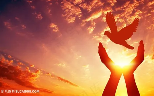 放飞鸽子夕阳清晨日出剪影