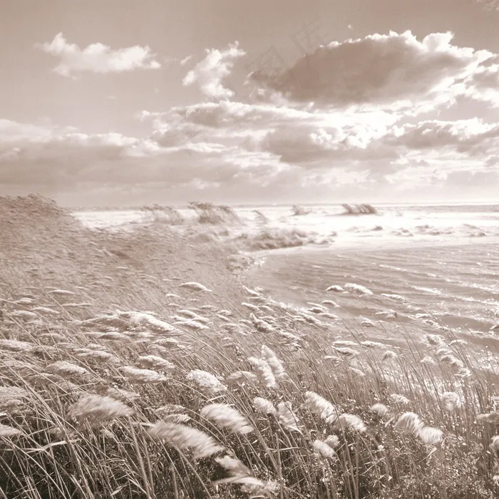 湖畔草丛高清插画