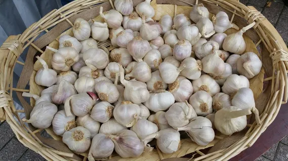 调味蒜头图片 调味蒜头图片
