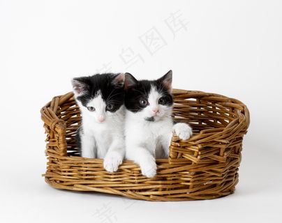迷你型小猫图片 迷你型小猫图片