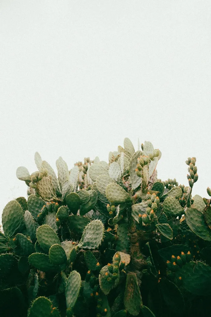 绿色仙人掌仙人球摄影素材