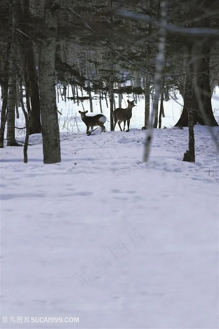 雪景大树树林美景