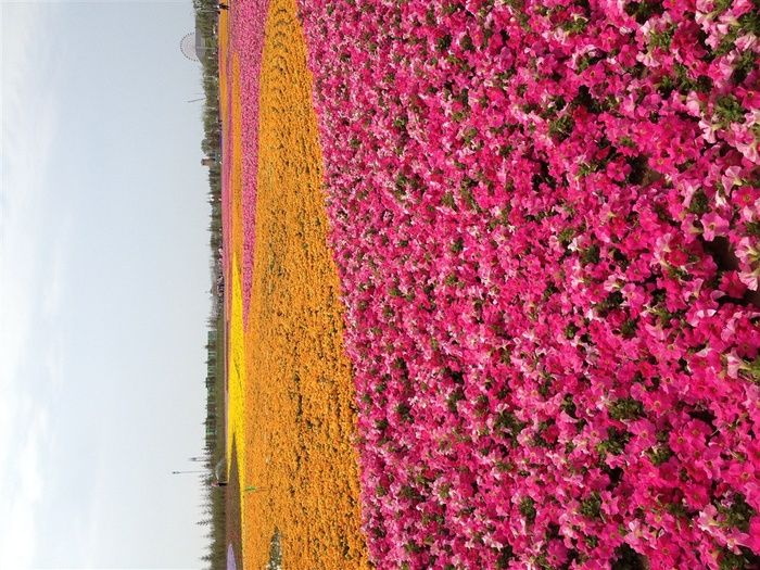 花海 鲜花 世博园 花卉 黄色 粉色