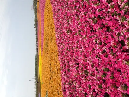 花海 鲜花 世博园 花卉 黄色 粉色