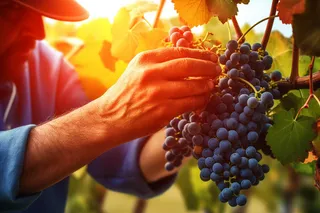 葡萄种植园黑葡萄摄影图