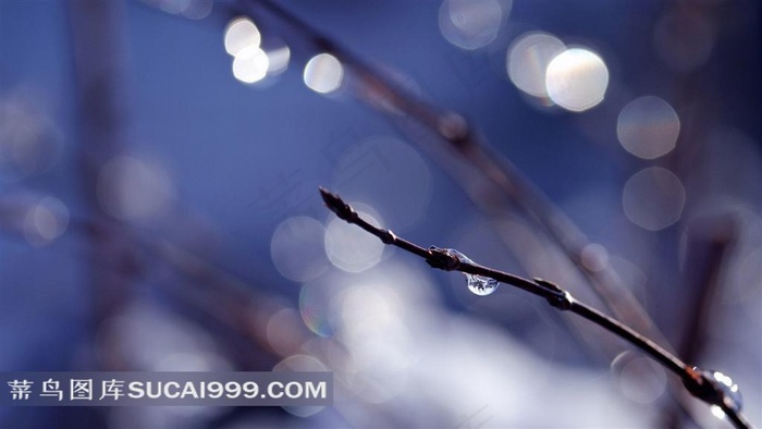 唯美绿芽和水珠素材图片