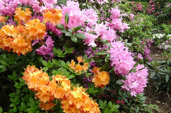 花朵 花束 植物 素材 (17)