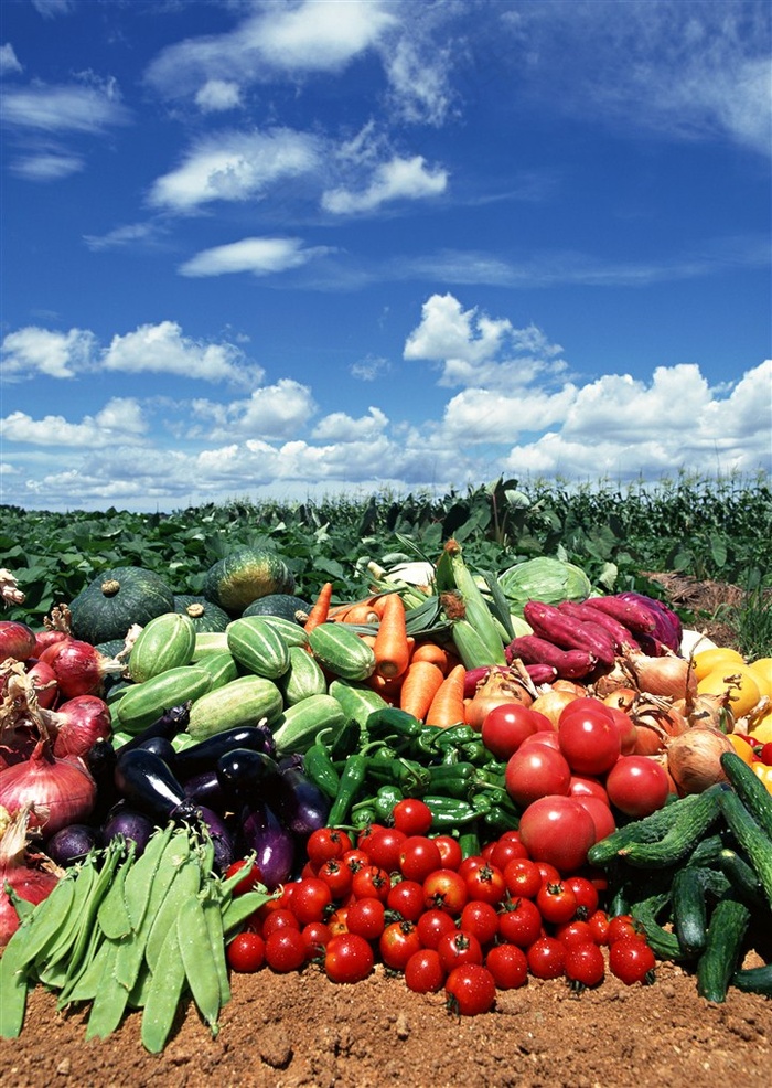 丰收的蔬菜摄影图片