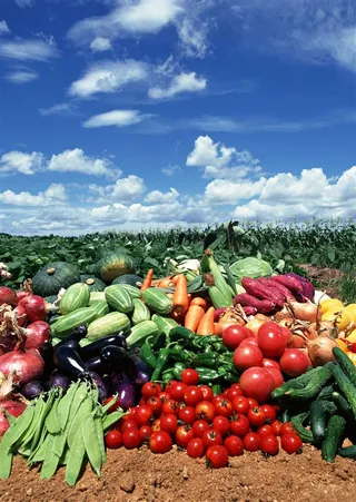 丰收的蔬菜摄影图片