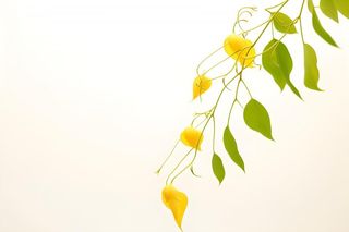 花朵黄色简约背景