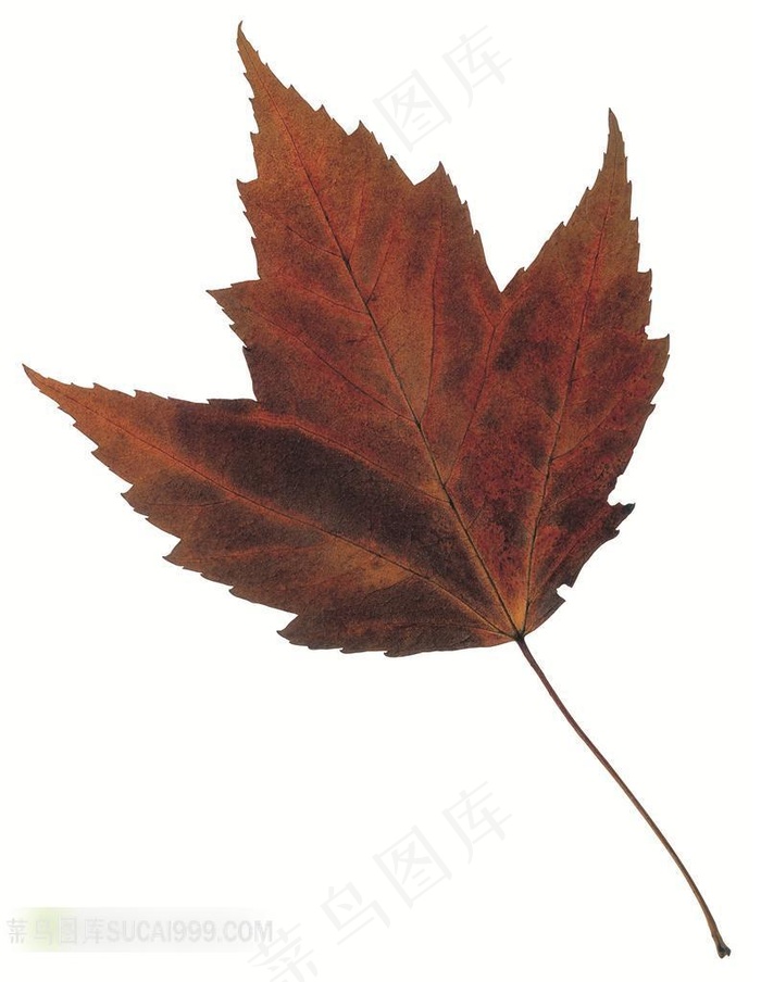 一张棕黑色的枫叶特写