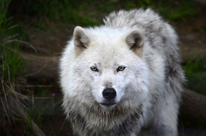 灰白灰白的狼图片