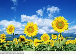 蓝天下的向日葵花田 高清图片
