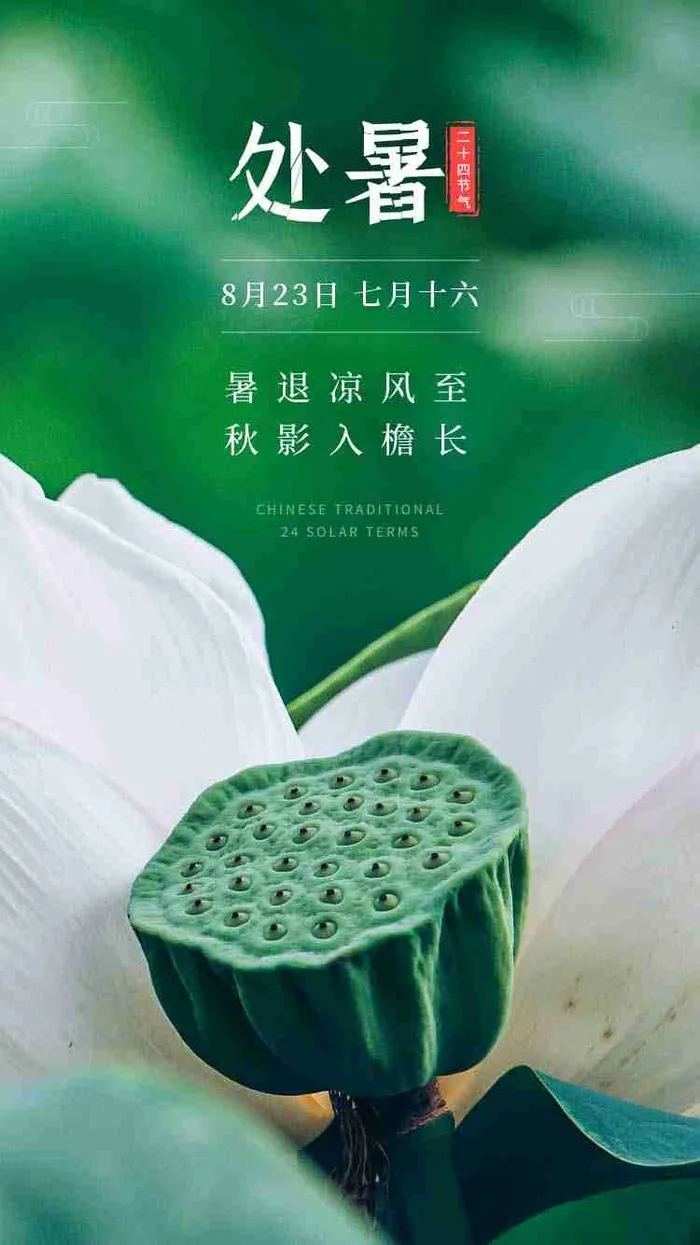 绿色莲花莲子二十四节气之处暑节气海报设计psd模版下载