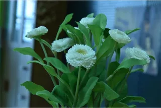 白色花朵照片图片