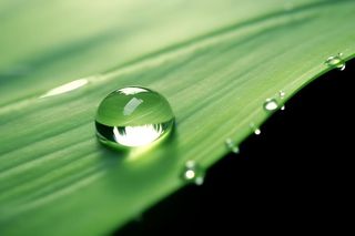 树叶露珠水滴抓拍摄影图