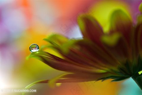 唯美雏菊花瓣上的水滴鲜花图片