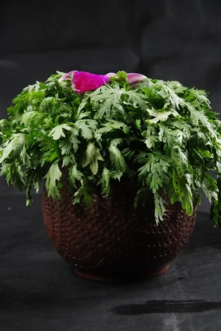 茼蒿火锅配菜美食设计素材