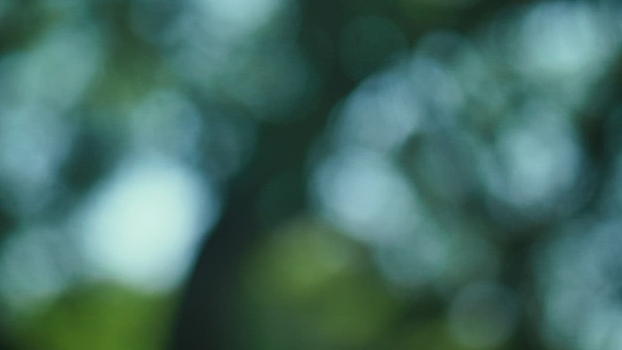 失焦镜头中的树叶、树枝和蓝天