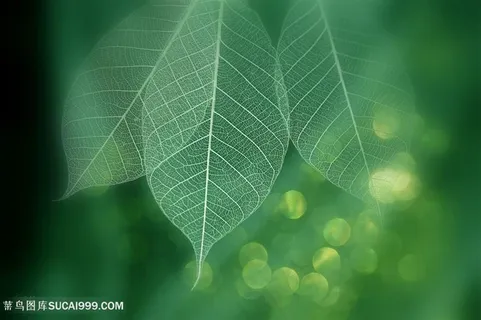 高清唯美树叶纹路图片