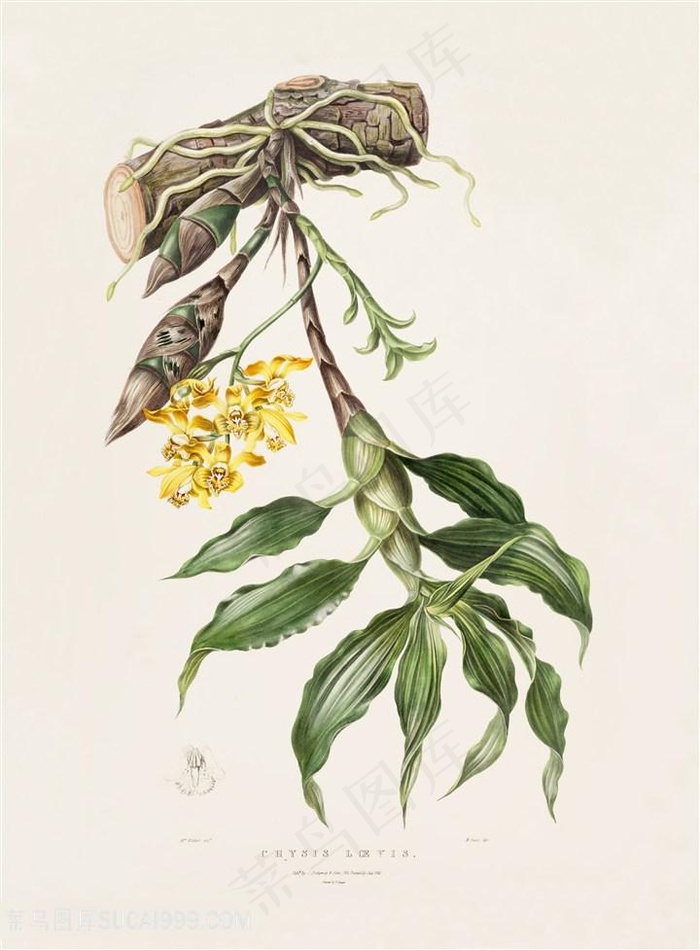 唯美兰花手绘插画